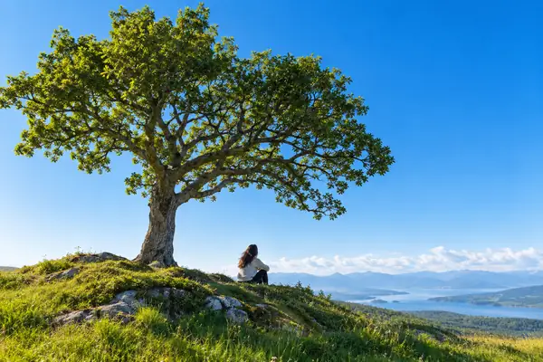Uma árvore solitária se destaca em uma elevação gramada sob um céu azul límpido e vibrante.